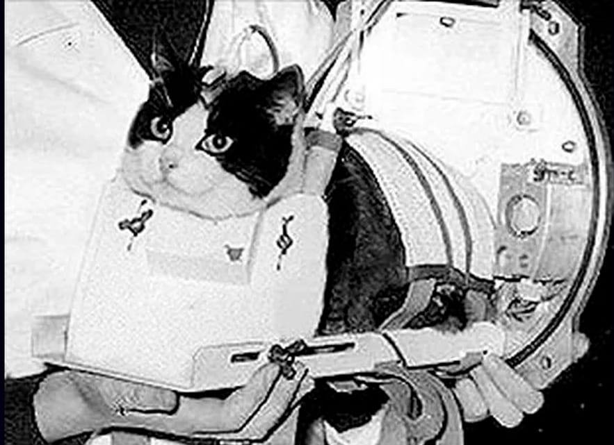 Félicette con un arnés blanco, preparada para el vuelo, junto al marco de la cápsula