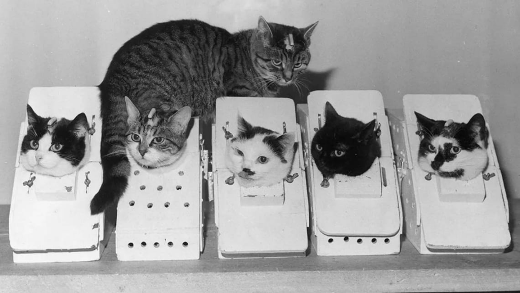 Cinco gatas con la cabeza asomando de soportes blancos, candidatas del programa espacial francés de 1963